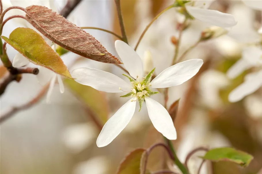 Amelanchier lamarckii Topfgröße 4,6 Liter, Höhe 60-80cm