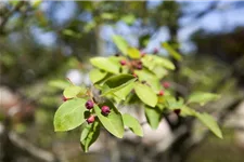 Amelanchier lamarckii Topfgröße 4,6 Liter, Höhe 60-80cm