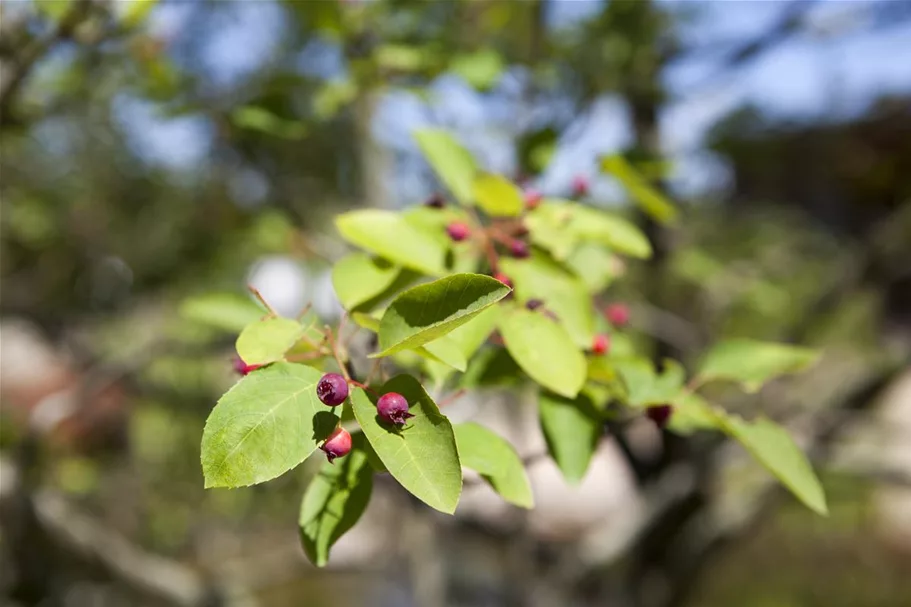 Amelanchier lamarckii Topfgröße 4,6 Liter, Höhe 60-80cm