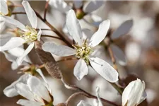 Amelanchier lamarckii Topfgröße 4,6 Liter, Höhe 60-80cm