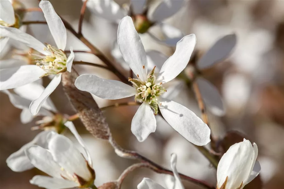 Amelanchier lamarckii Topfgröße 4,6 Liter, Höhe 60-80cm