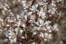 Amelanchier lamarckii Topfgröße 4,6 Liter, Höhe 60-80cm