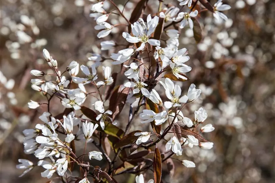 Amelanchier lamarckii Topfgröße 4,6 Liter, Höhe 60-80cm