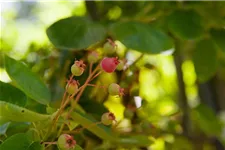 Amelanchier lamarckii Topfgröße 4,6 Liter, Höhe 60-80cm