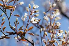 Amelanchier lamarckii Topfgröße 4,6 Liter, Höhe 60-80cm