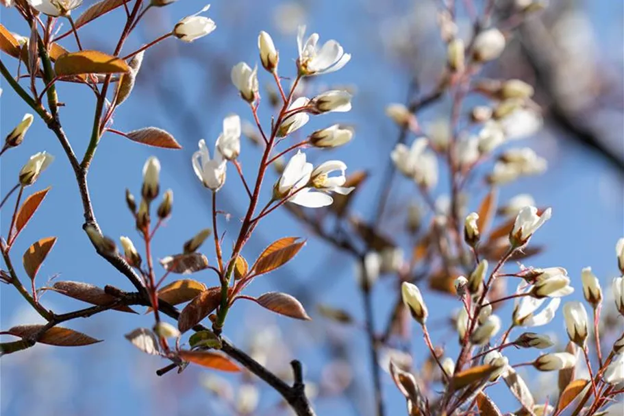 Amelanchier lamarckii Topfgröße 4,6 Liter, Höhe 60-80cm