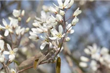 Amelanchier lamarckii Topfgröße 4,6 Liter, Höhe 60-80cm