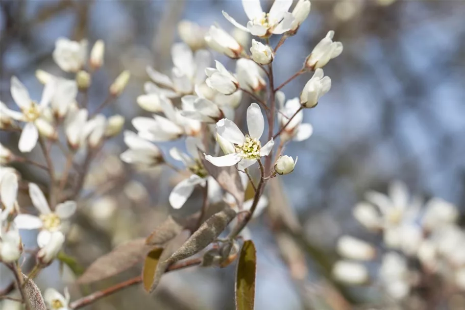 Amelanchier lamarckii Topfgröße 4,6 Liter, Höhe 60-80cm