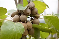 Actinidia chinensis 'Solo' Topfgröße 2 Liter, Höhe 40-60cm