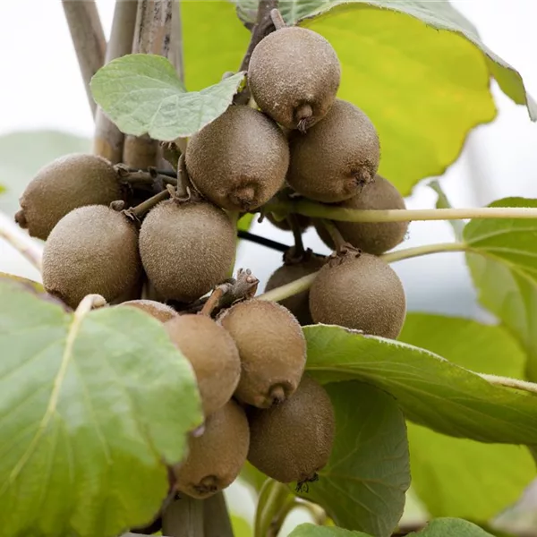 Actinidia chinensis 'Solo'