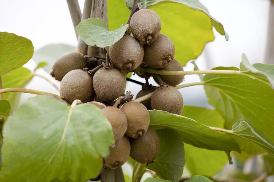 Actinidia chinensis 'Solo' Topfgröße 2 Liter, Höhe 40-60cm