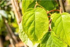 Actinidia chinensis 'Solo' Topfgröße 2 Liter, Höhe 40-60cm