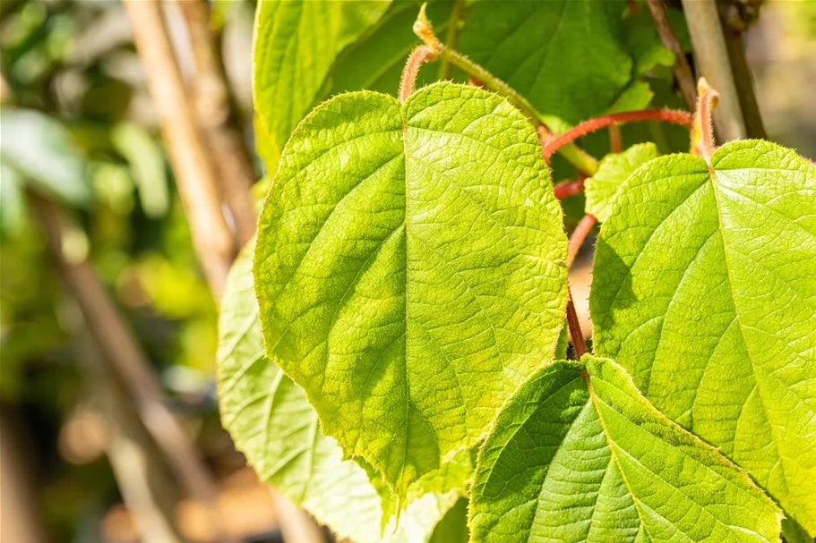 Actinidia chinensis 'Solo' Topfgröße 2 Liter, Höhe 40-60cm