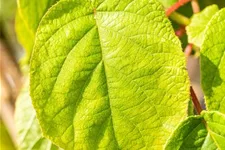 Actinidia chinensis 'Solo' Topfgröße 2 Liter, Höhe 40-60cm