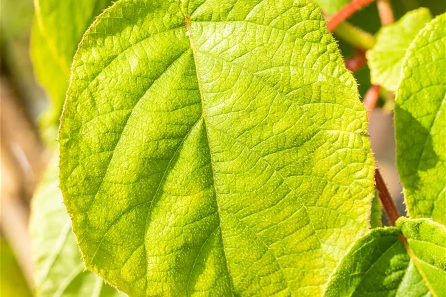 Actinidia chinensis 'Solo' Topfgröße 2 Liter, Höhe 40-60cm