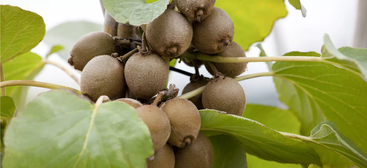 Actinidia chinensis 'Jenny' Topfgröße 3 Liter, Höhe 60-100cm