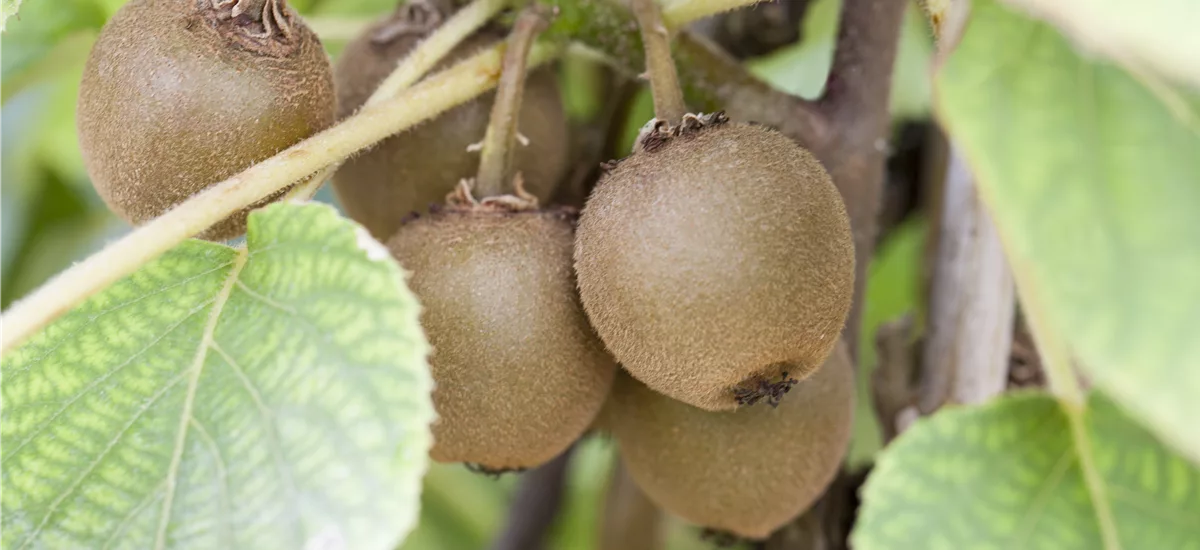 Actinidia chinensis 'Boskoop' Topfgröße 2 Liter, Höhe 40-60cm