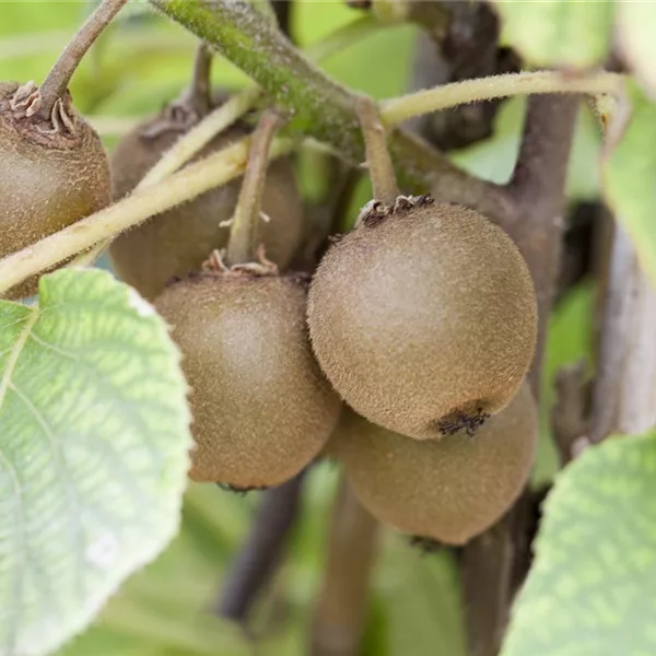 Actinidia chinensis 'Boskoop'