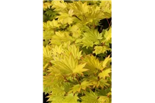 Acer shirasawanum 'Jordan' (S) Topfgröße 6 Liter, Höhe 60-80cm