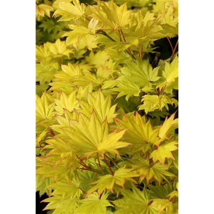 Acer shirasawanum 'Jordan' (S)