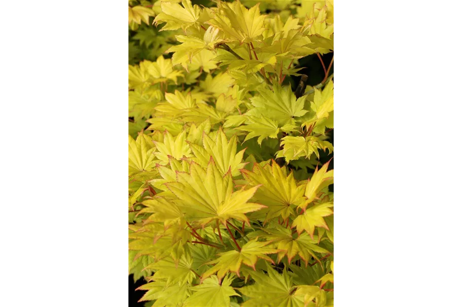 Acer shirasawanum 'Jordan' (S) Topfgröße 6 Liter, Höhe 60-80cm