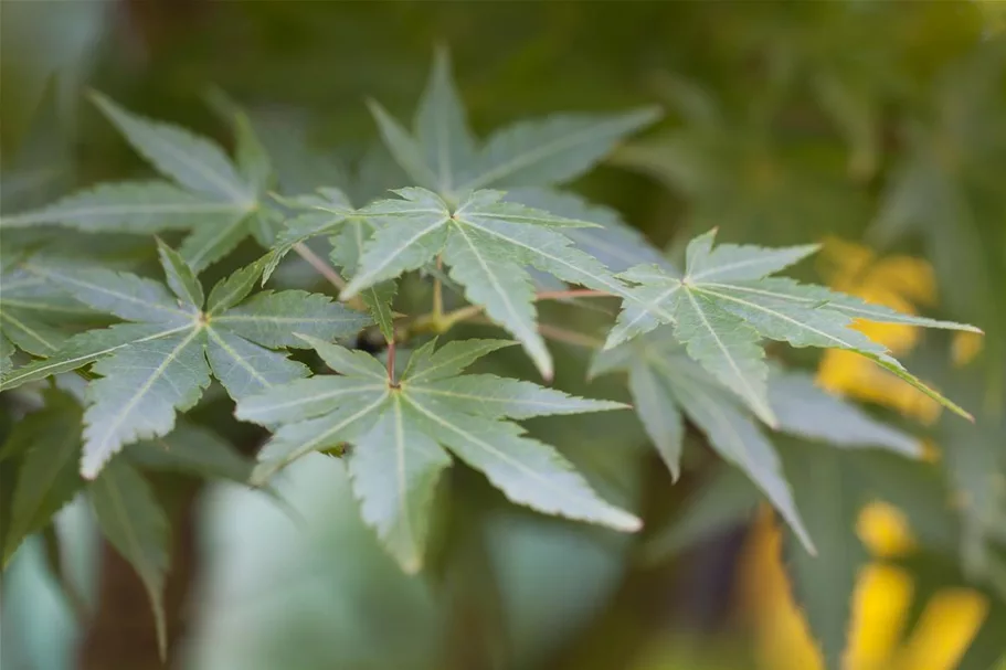 Acer palmatum 'Winter Flame' Stammhöhe 40cm, Topfgröße 10 Liter