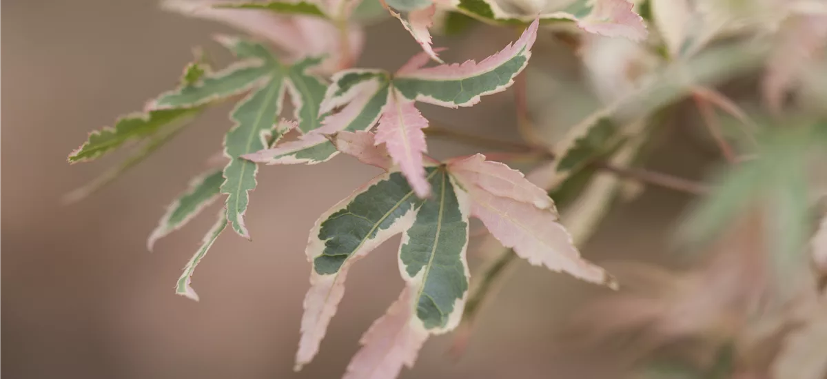 Acer palmatum 'Taylor'(S) Topfgröße 3,4 Liter, Höhe 40-60cm