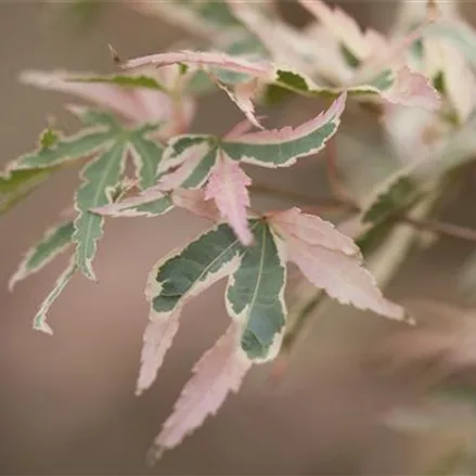 Acer palmatum 'Taylor'(S)