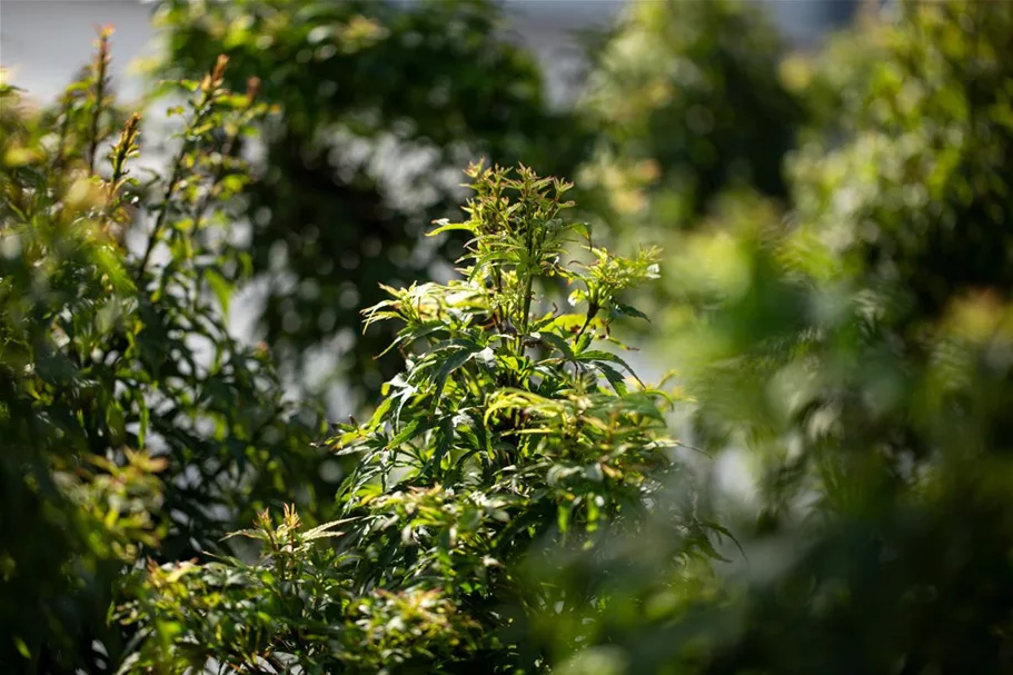 Acer palmatum 'Sharp's Pygmy' Stammhöhe 40cm, Topfgröße 10 Liter