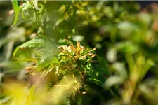 Acer palmatum 'Sharp's Pygmy' Stammhöhe 40cm, Topfgröße 10 Liter