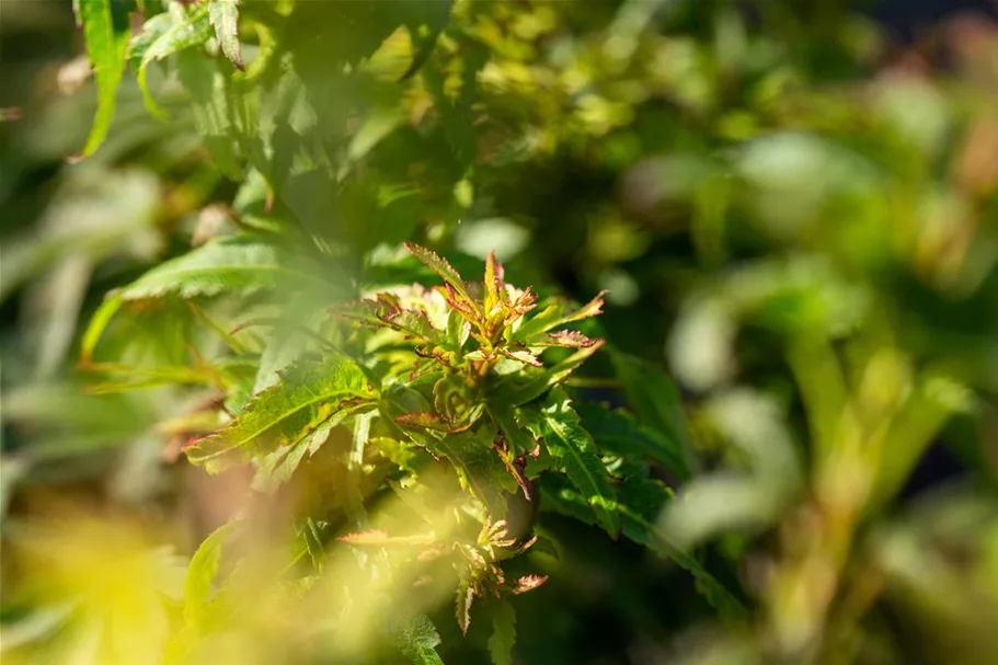 Acer palmatum 'Sharp's Pygmy' Stammhöhe 40cm, Topfgröße 10 Liter