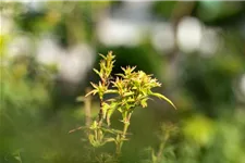 Acer palmatum 'Sharp's Pygmy' Stammhöhe 40cm, Topfgröße 10 Liter