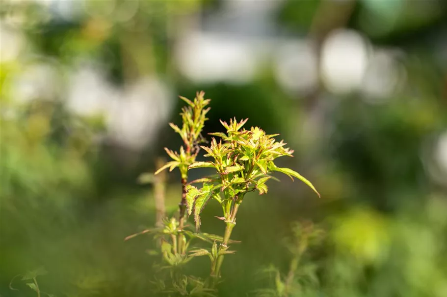 Acer palmatum 'Sharp's Pygmy' Stammhöhe 40cm, Topfgröße 10 Liter