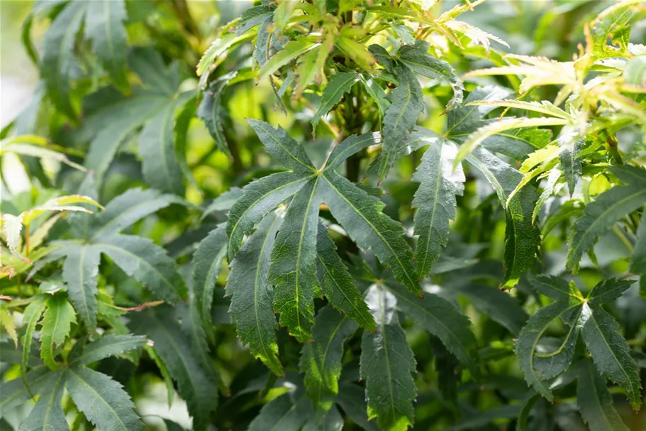 Acer palmatum 'Sharp's Pygmy' Stammhöhe 40cm, Topfgröße 10 Liter