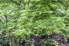 Acer palmatum 'Seiryu' Topfgröße 5 Liter, Höhe 50cm