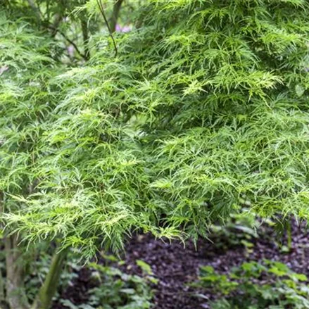 Acer palmatum 'Seiryu'