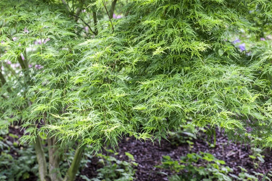 Acer palmatum 'Seiryu' Topfgröße 5 Liter, Höhe 50cm