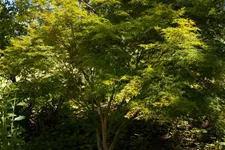 Acer palmatum 'Seiryu' Topfgröße 5 Liter, Höhe 50cm