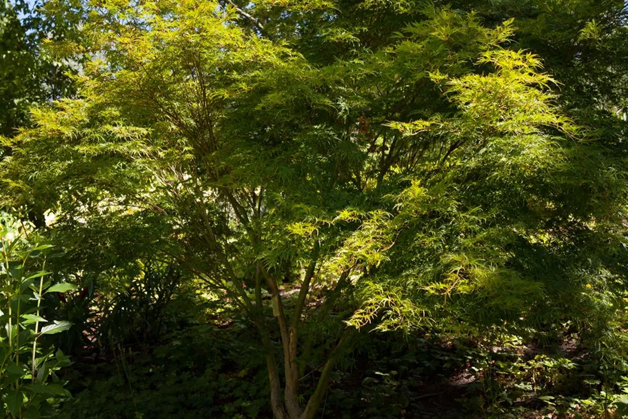 Acer palmatum 'Seiryu' Topfgröße 5 Liter, Höhe 50cm