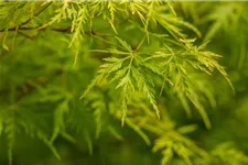 Acer palmatum 'Seiryu' Topfgröße 5 Liter, Höhe 50cm