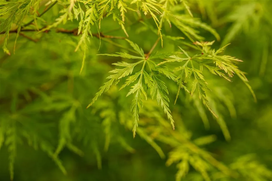 Acer palmatum 'Seiryu' Topfgröße 5 Liter, Höhe 50cm