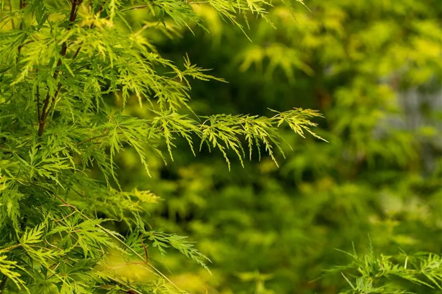 Acer palmatum 'Seiryu' Topfgröße 5 Liter, Höhe 50cm