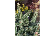 Abies balsamea 'Nana' Topfgröße 5 Liter, Höhe 25-30cm