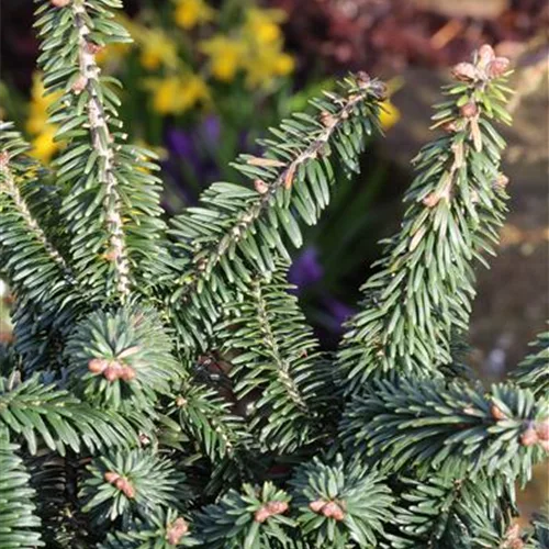 Abies balsamea 'Nana'