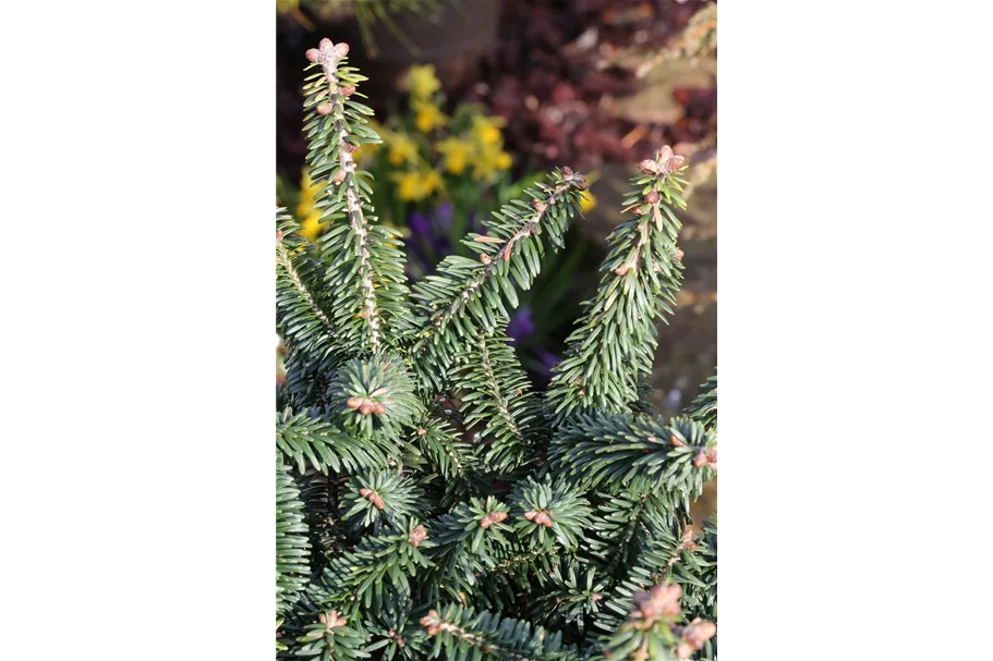 Abies balsamea 'Nana' Topfgröße 5 Liter, Höhe 25-30cm