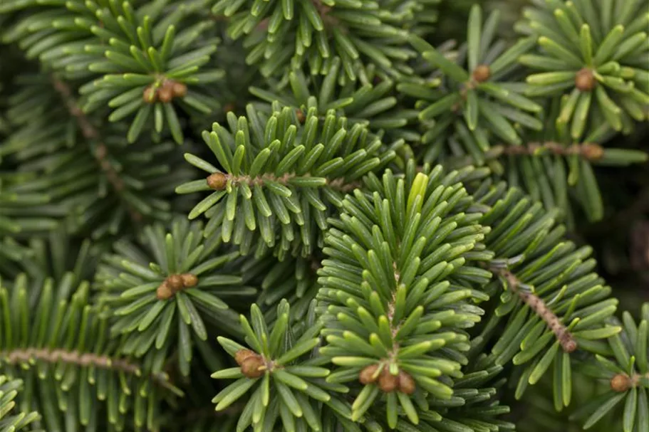 Abies balsamea 'Nana' Topfgröße 5 Liter, Höhe 25-30cm