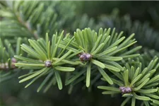 Abies balsamea 'Nana' Topfgröße 5 Liter, Höhe 25-30cm