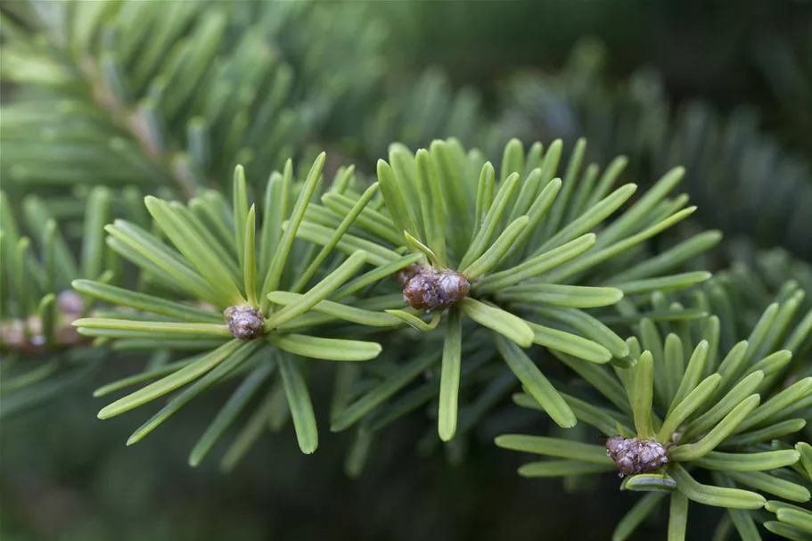 Abies balsamea 'Nana' Topfgröße 5 Liter, Höhe 25-30cm