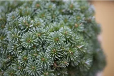 Abies koreana 'Brillant' C2,3 / 15-20