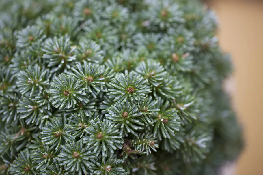 Abies koreana 'Brillant' C2,3 / 15-20